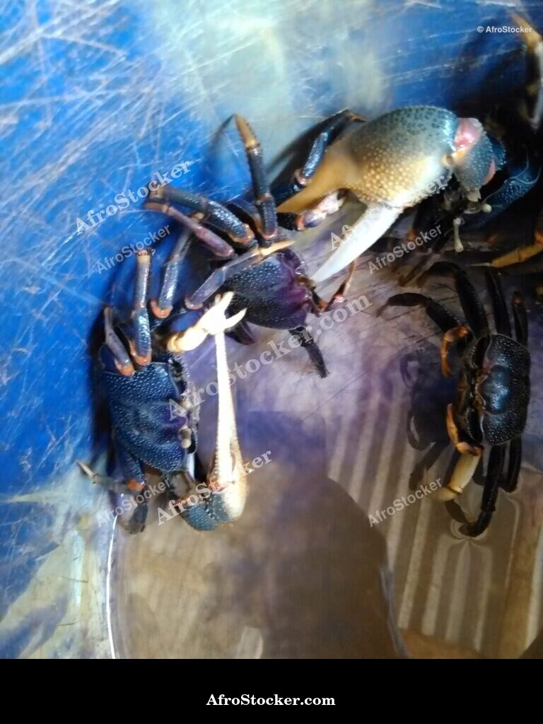 African Crabs Coastal Catch / Crabes Côtiers Pêche Afrique | AfroStocker
