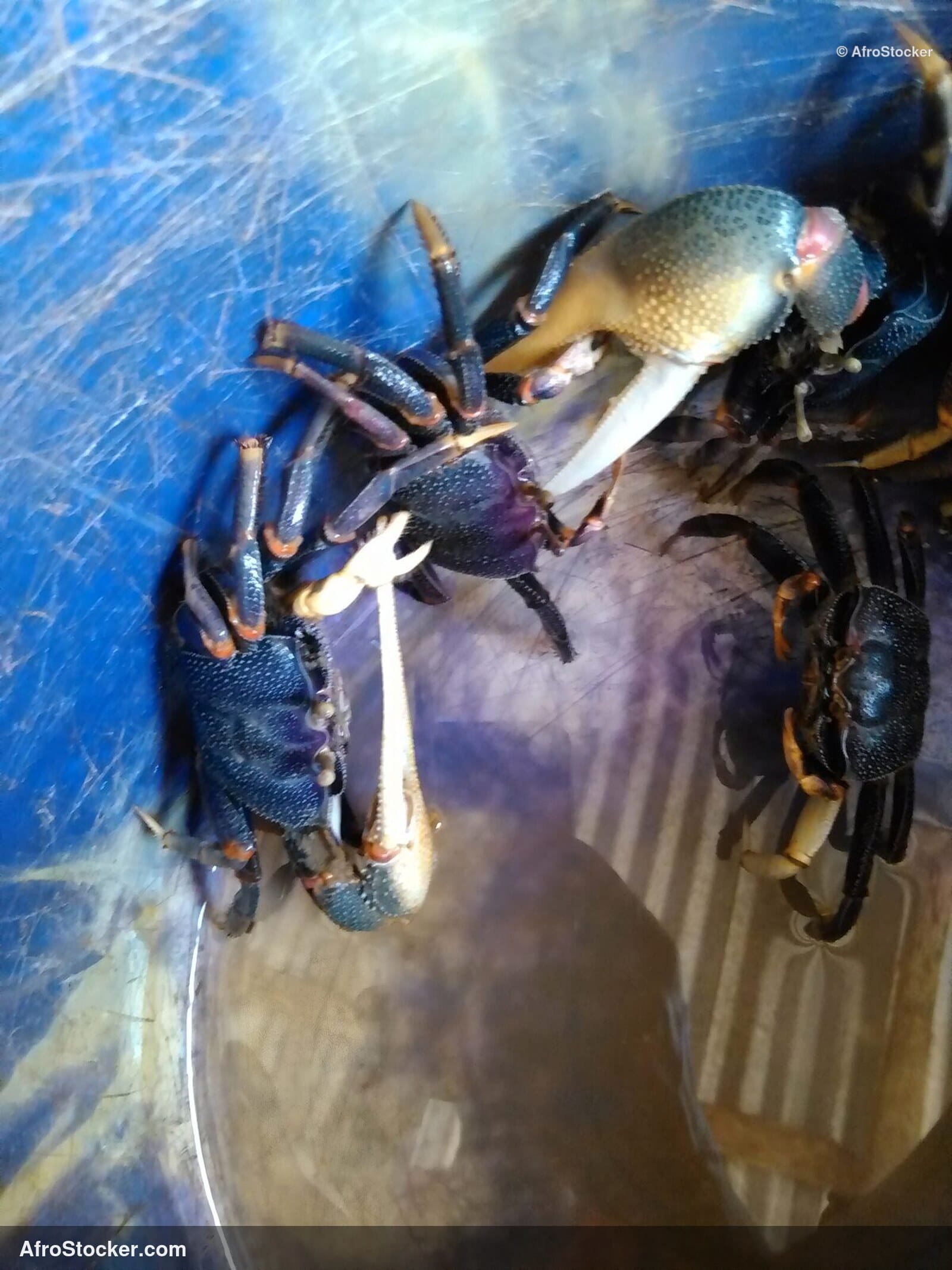 African Crabs Coastal Catch / Crabes Côtiers Pêche Afrique | AfroStocker