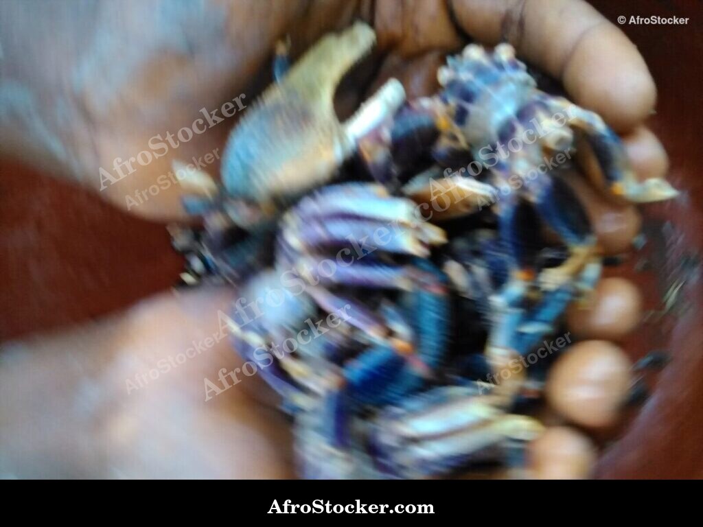 Crabs African Coastal Market / Crabes Marché Côtier Africain | AfroStocker