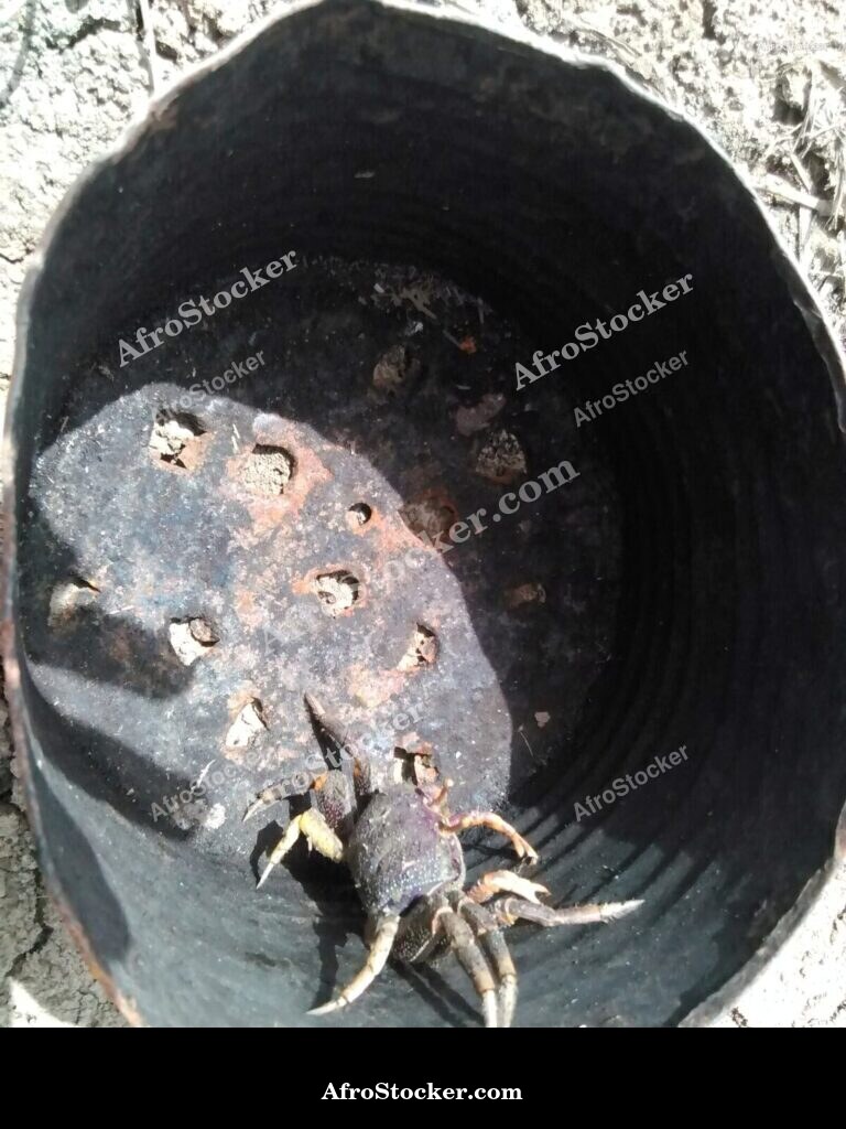 Fresh Crabs African Village Market / Crabes Frais Marché Village Africain | AfroStocker
