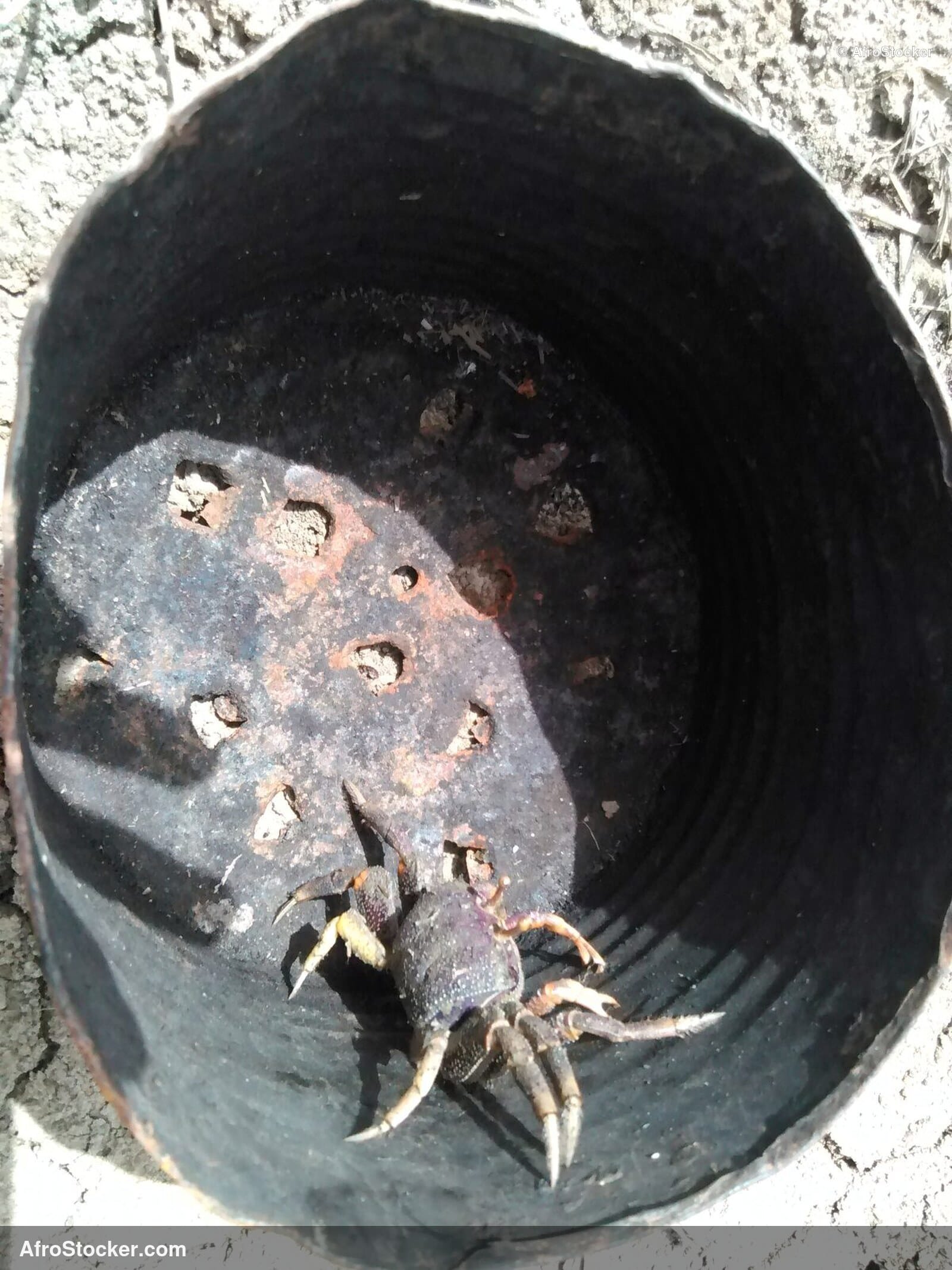 Fresh Crabs African Village Market / Crabes Frais Marché Village Africain | AfroStocker