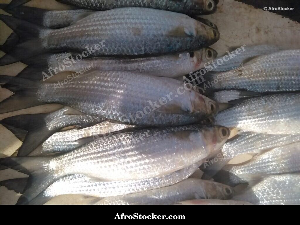 Fish West Africa Coastal Village / Poissons Village Côtier Afrique Ouest | AfroStocker