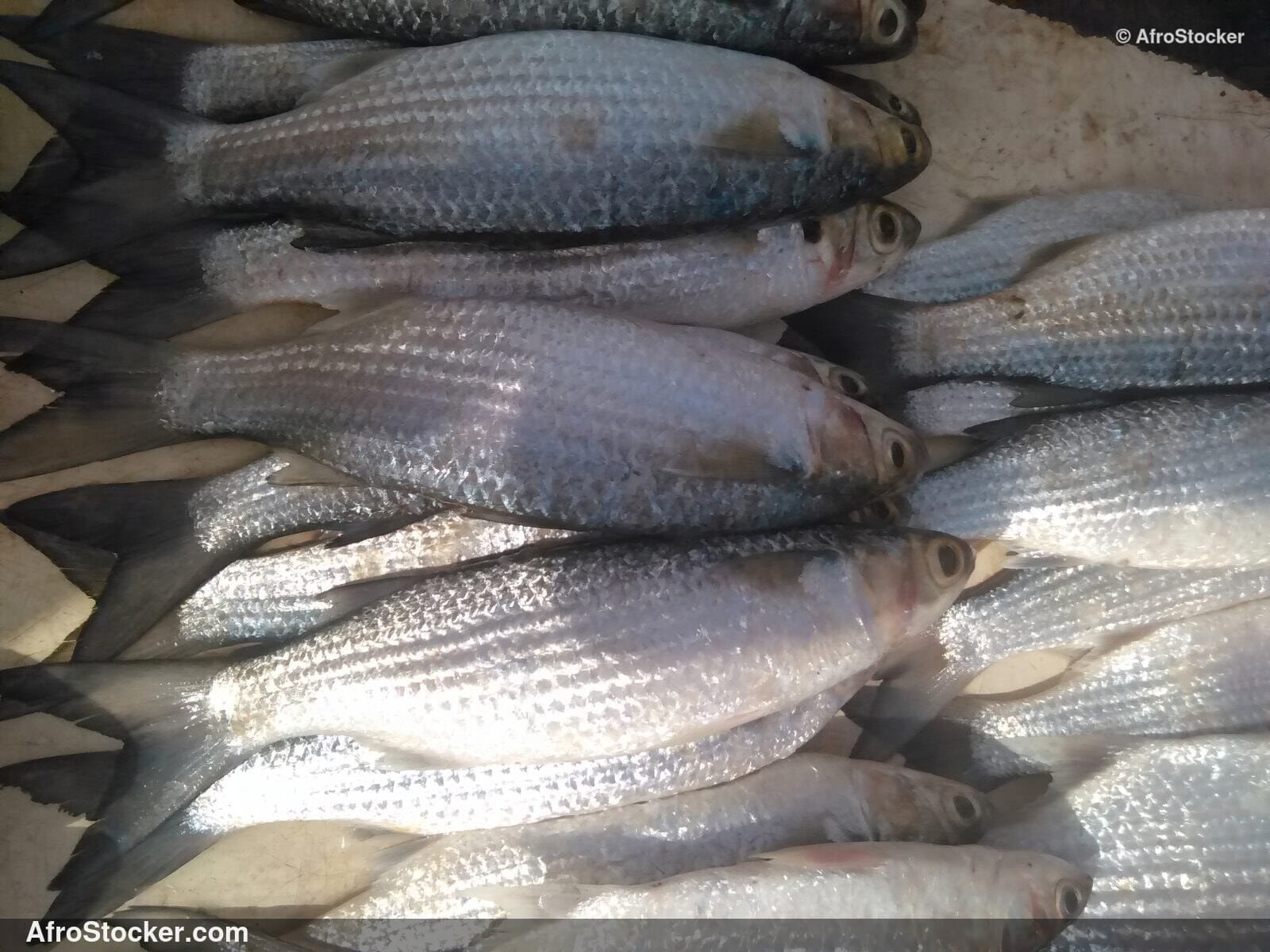 Fish West Africa Coastal Village / Poissons Village Côtier Afrique Ouest | AfroStocker