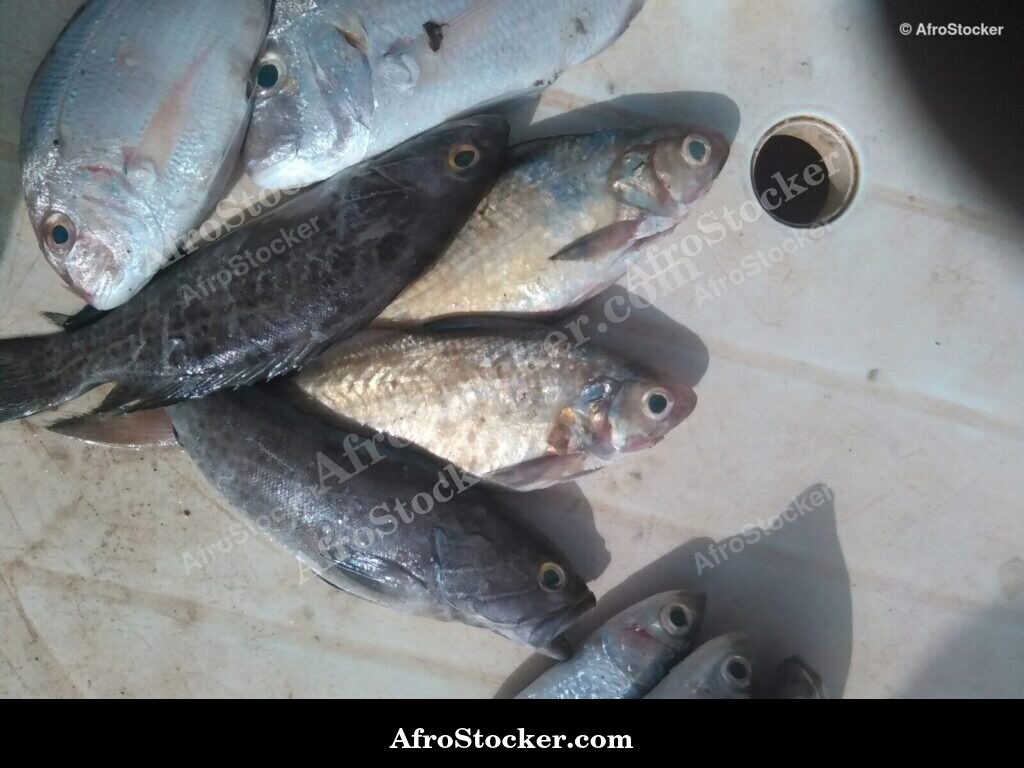 Fresh Fish African Market / Poissons Frais Marché Africain | AfroStocker