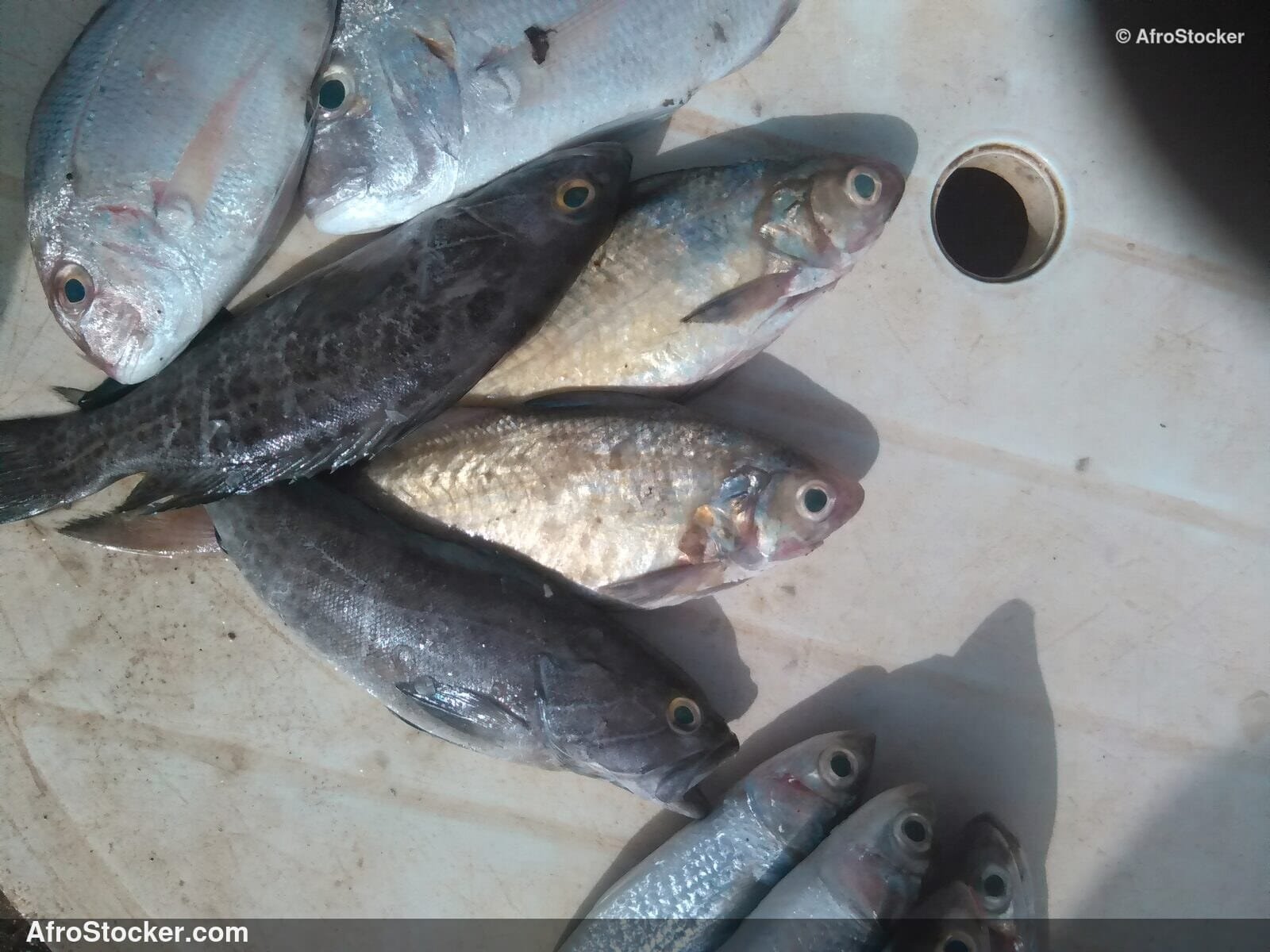 Fresh Fish African Market / Poissons Frais Marché Africain | AfroStocker