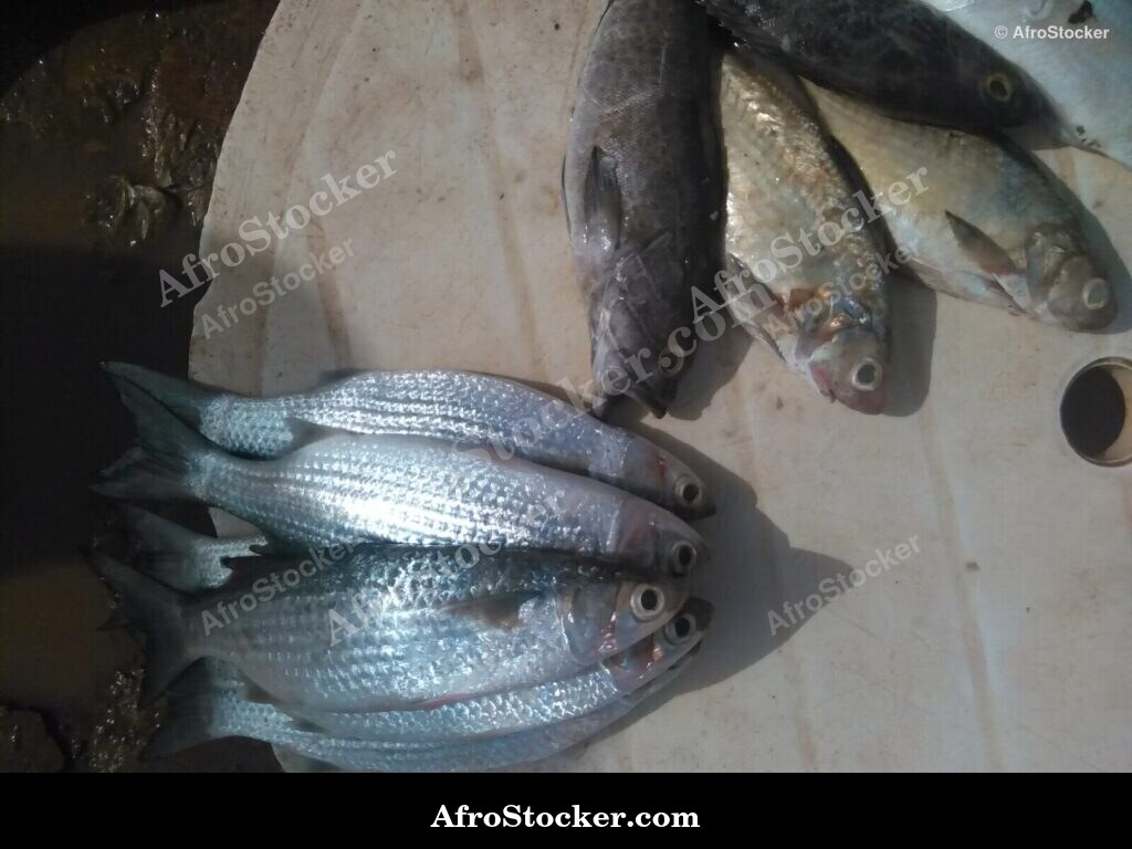 Fish Catch West Africa / Pêche Poissons Afrique Ouest | AfroStocker