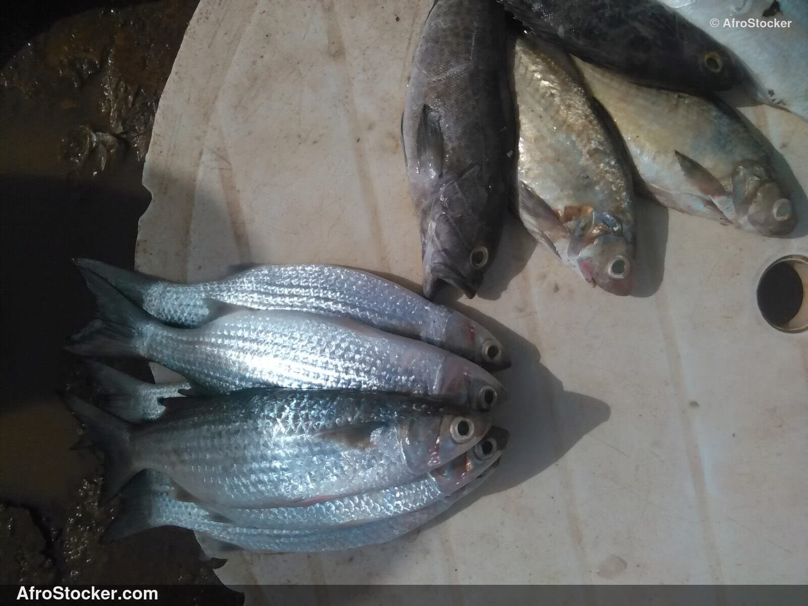 Fish Catch West Africa / Pêche Poissons Afrique Ouest | AfroStocker