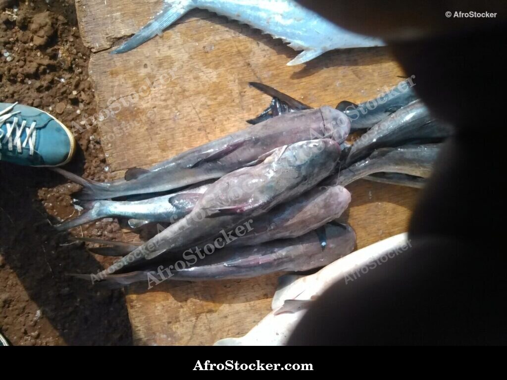 African Fish Market Scene / Scène Marché Poissons Africain | AfroStocker