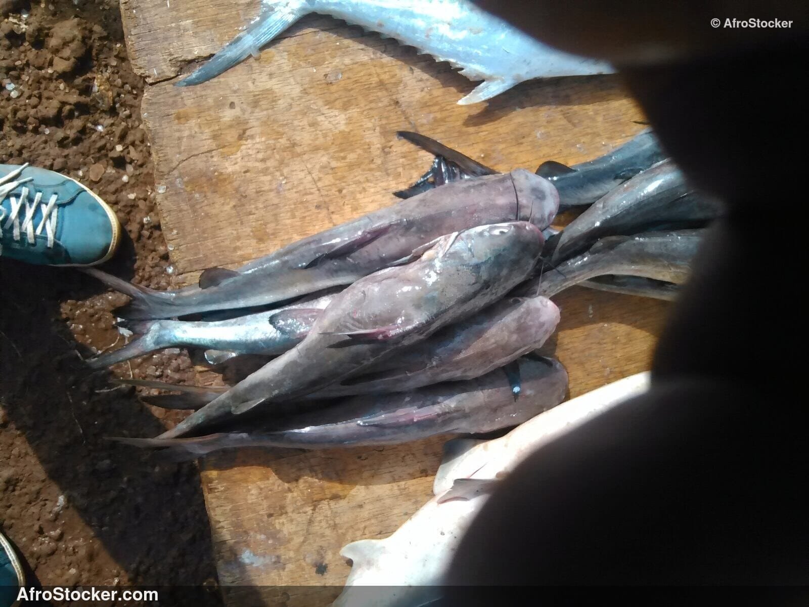 African Fish Market Scene / Scène Marché Poissons Africain | AfroStocker
