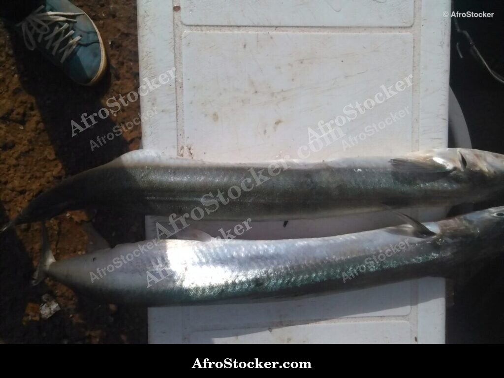 Fresh Fish West African Coast / Poissons Frais Côte Afrique Ouest | AfroStocker