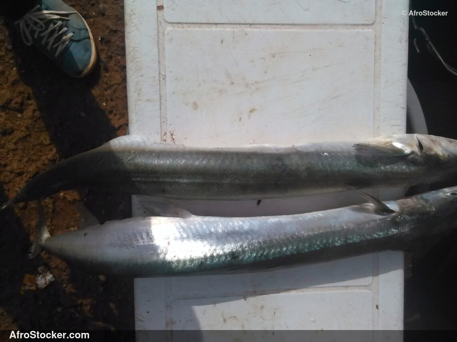 Fresh Fish West African Coast / Poissons Frais Côte Afrique Ouest | AfroStocker