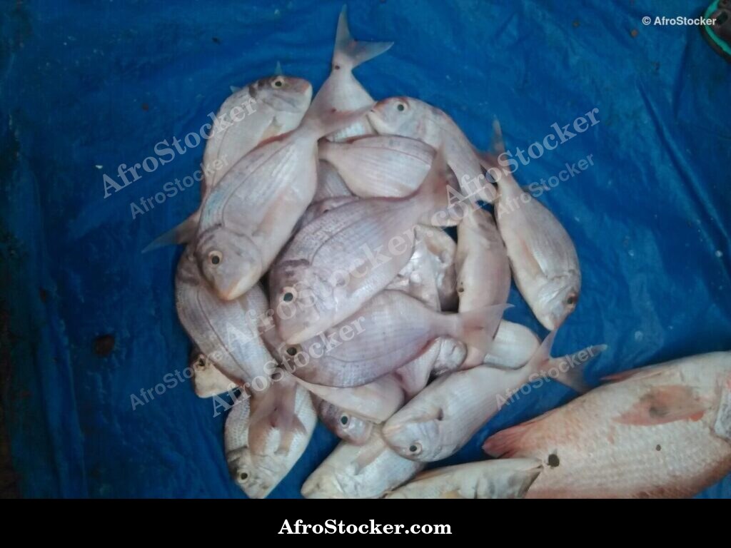 Fish Display African Market / Poissons Étalage Marché Africain | AfroStocker
