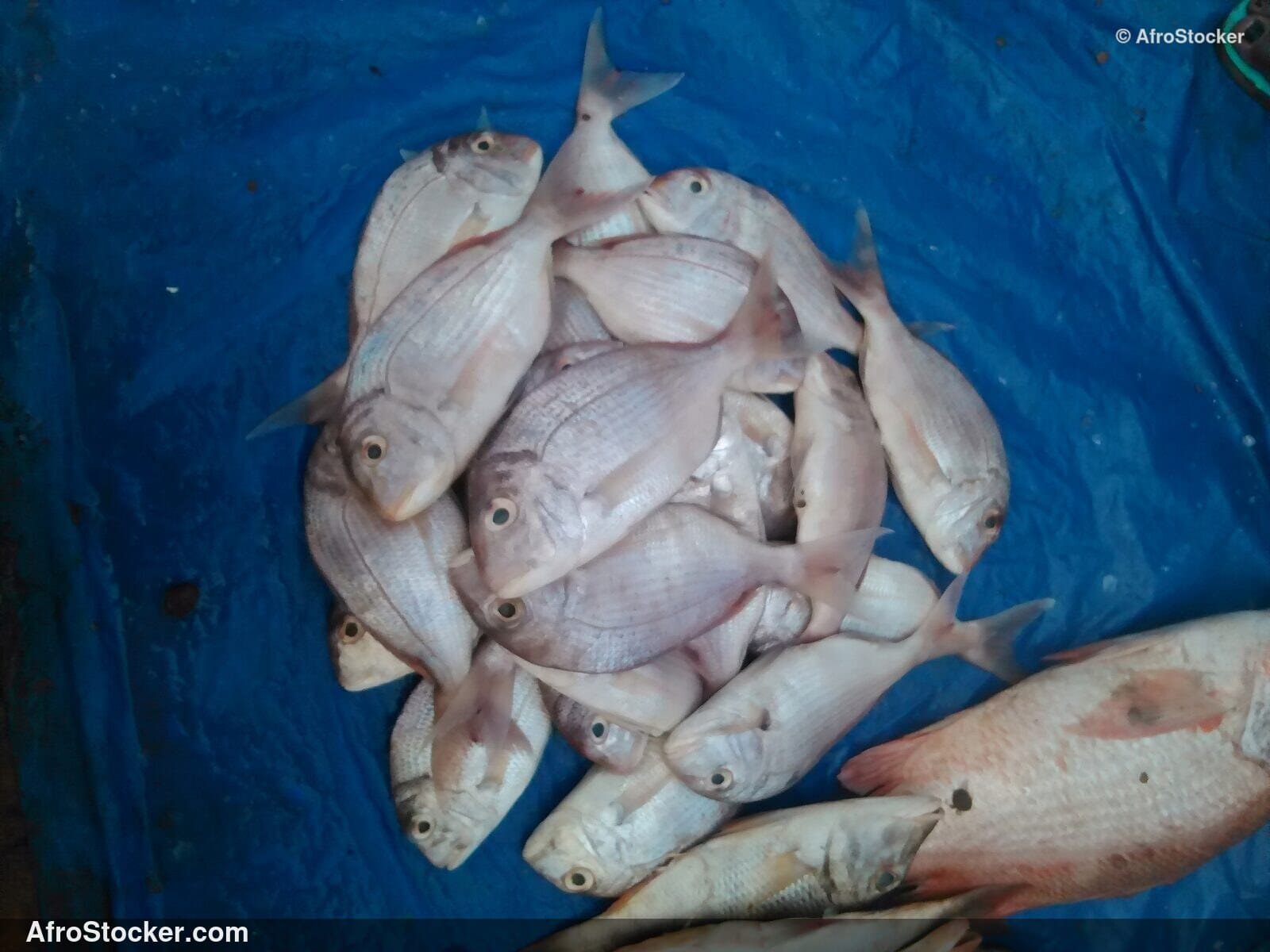Fish Display African Market / Poissons Étalage Marché Africain | AfroStocker