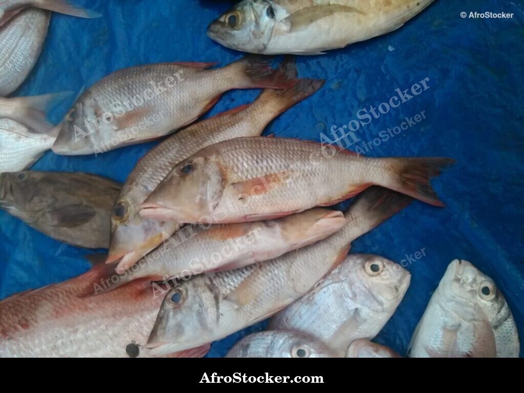 Coastal Fish Trade West Africa / Commerce Poissons Côtier Afrique Ouest | AfroStocker