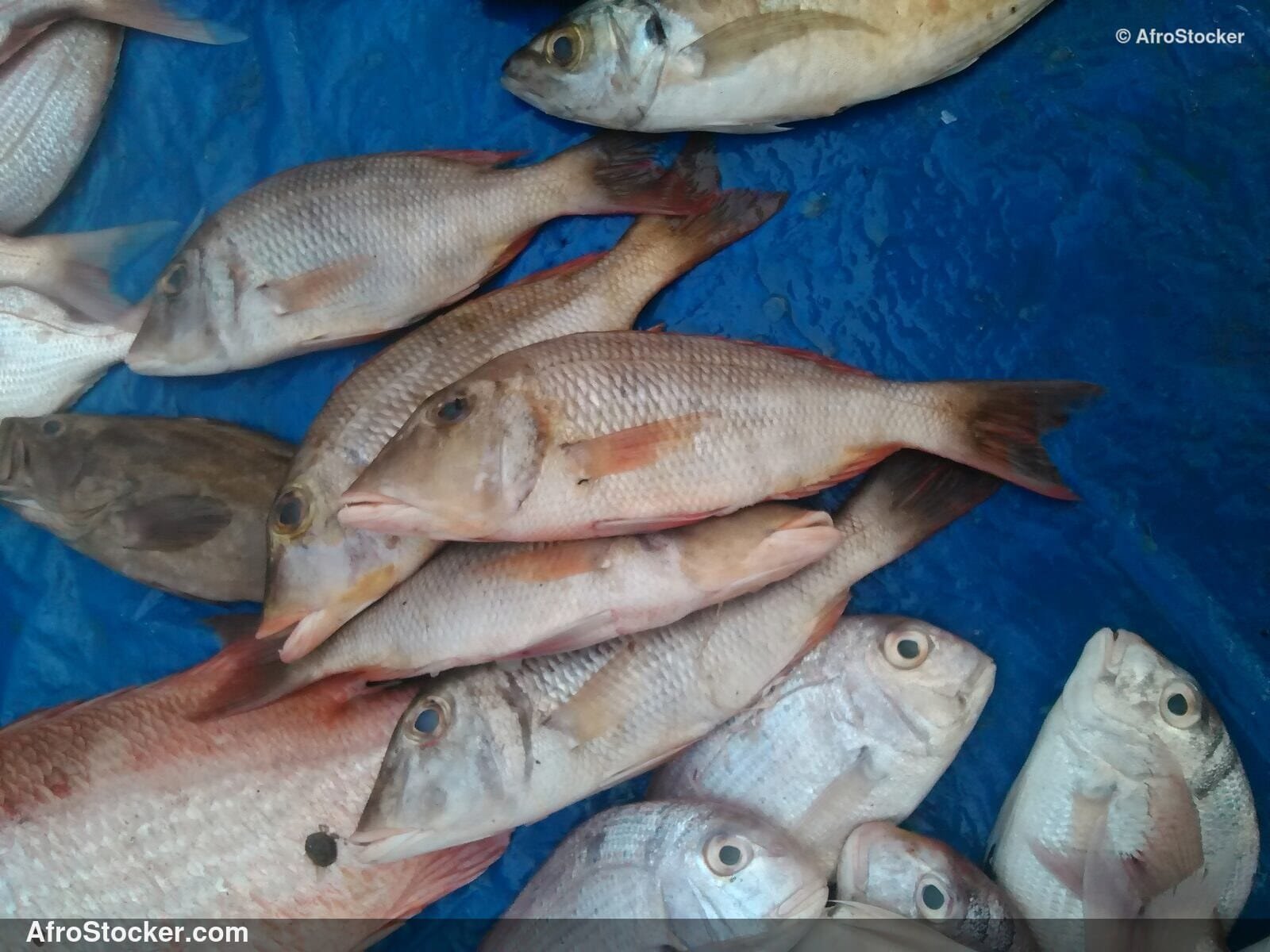Coastal Fish Trade West Africa / Commerce Poissons Côtier Afrique Ouest | AfroStocker