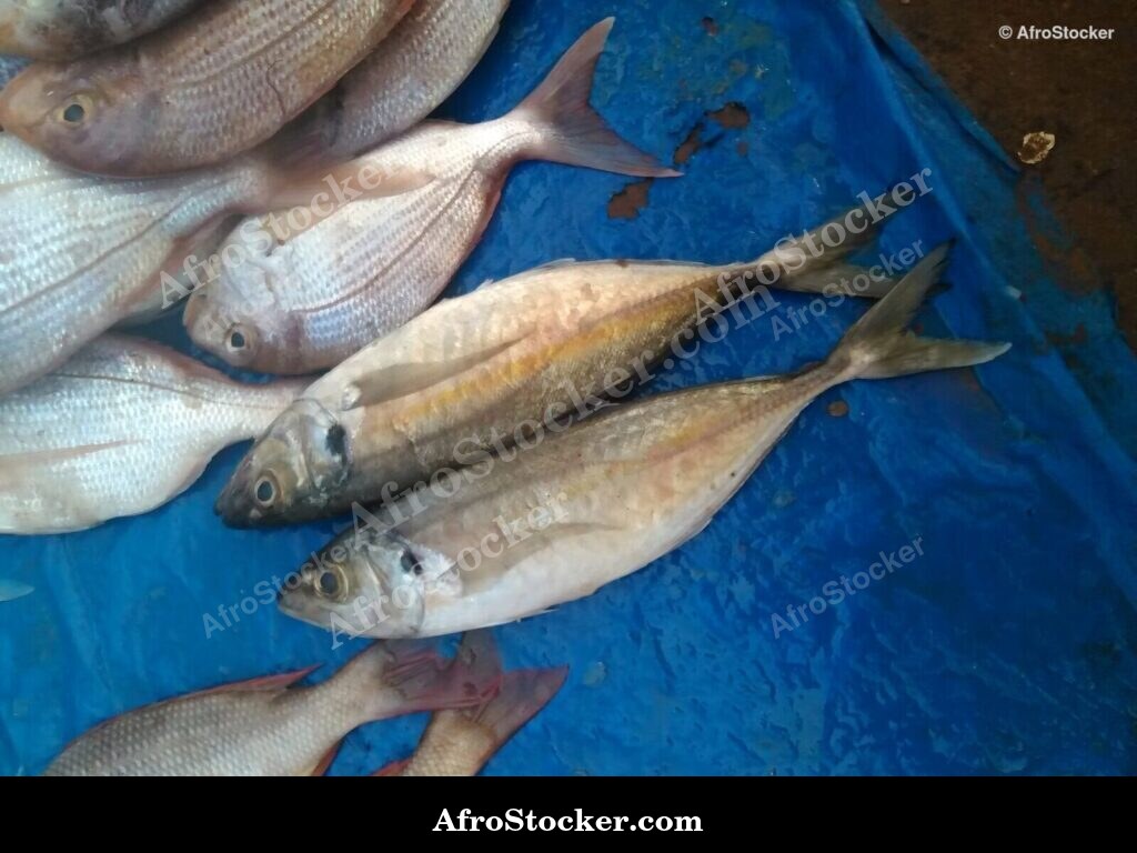 Fish Sale African Coastal Market / Vente Poissons Marché Côtier Africain | AfroStocker