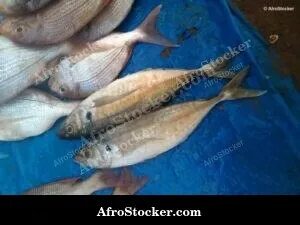 Fish Sale African Coastal Market