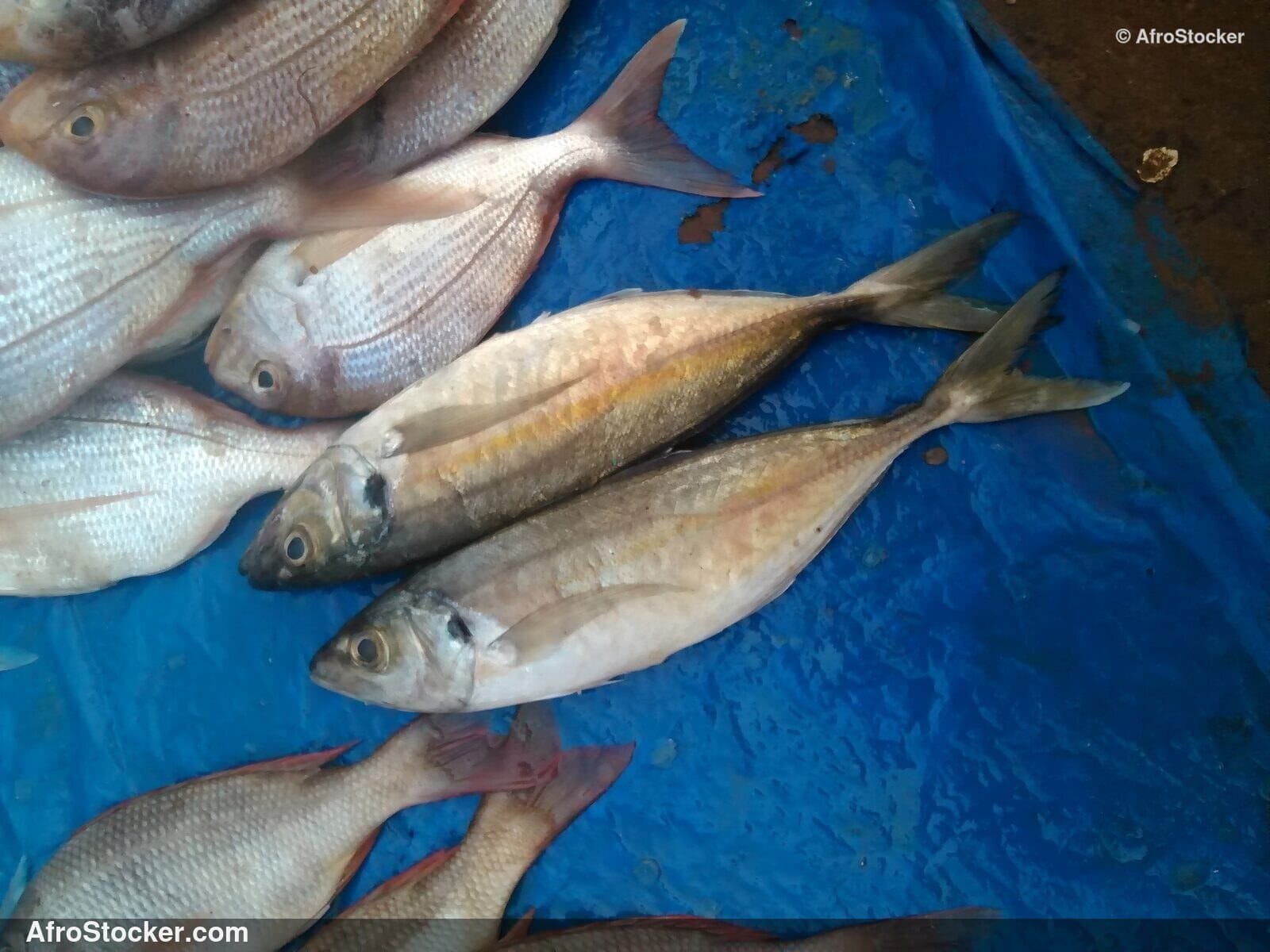 Fish Sale African Coastal Market / Vente Poissons Marché Côtier Africain | AfroStocker