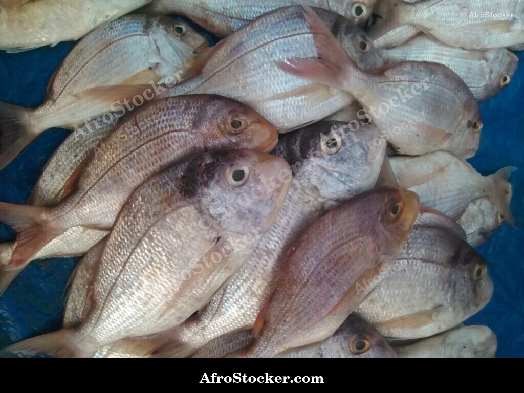 Fresh Fish Africa Traditional Market / Poissons Frais Marché Traditionnel Afrique | AfroStocker