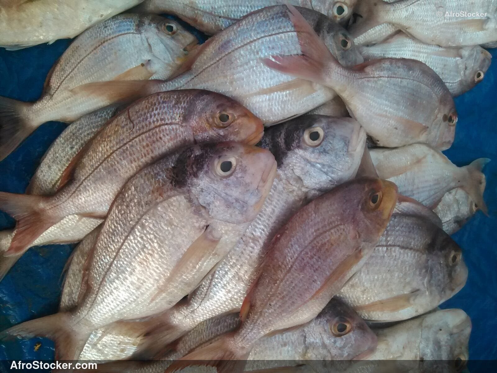 Fresh Fish Africa Traditional Market / Poissons Frais Marché Traditionnel Afrique | AfroStocker