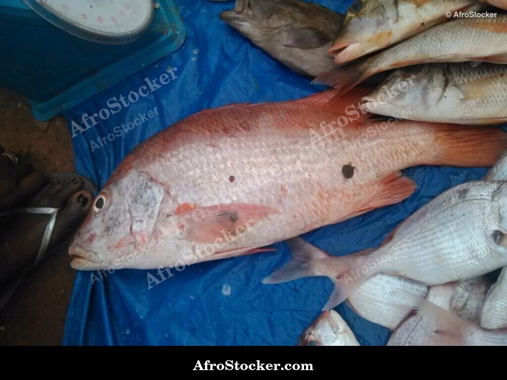 West Africa Fish Catch Display / Étalage Pêche Poissons Afrique Ouest | AfroStocker