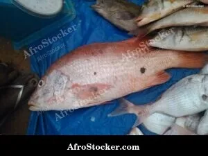 West Africa Fish Catch Display
