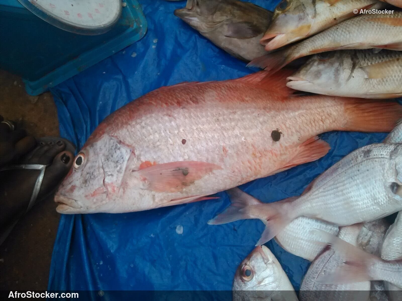 West Africa Fish Catch Display / Étalage Pêche Poissons Afrique Ouest | AfroStocker