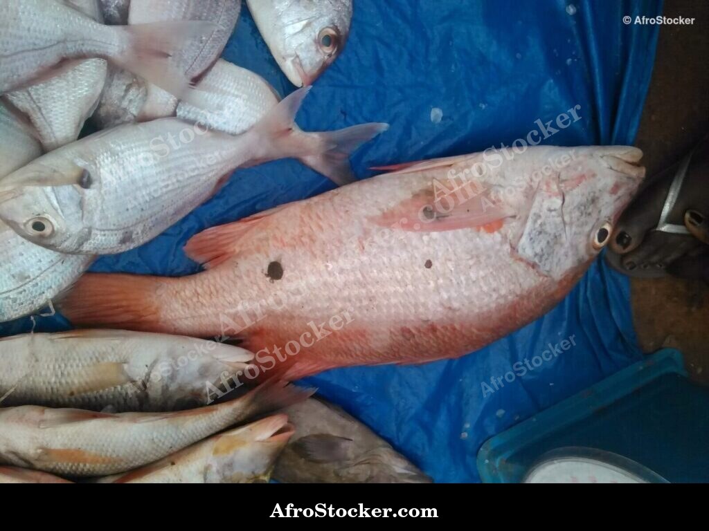 African Fish Market Fresh Catch / Marché Poissons Pêche Fraîche Afrique | AfroStocker