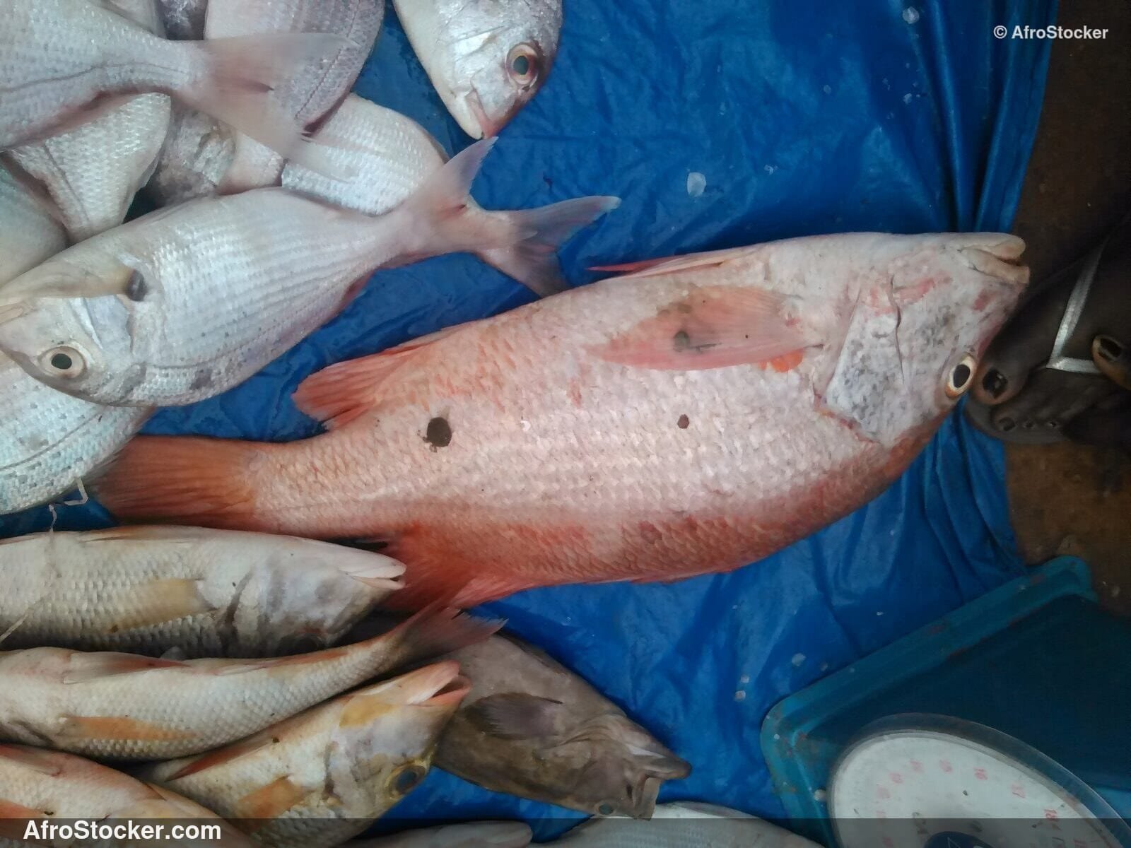 African Fish Market Fresh Catch / Marché Poissons Pêche Fraîche Afrique | AfroStocker