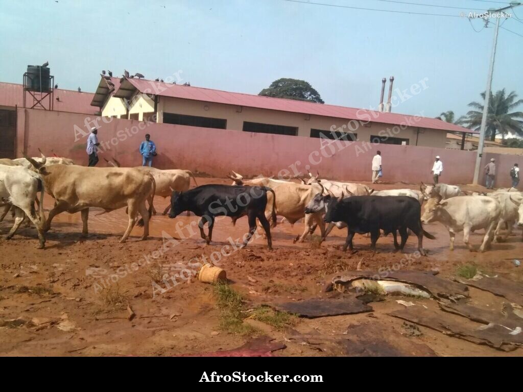 Cattle Herd West Africa | AfroStocker