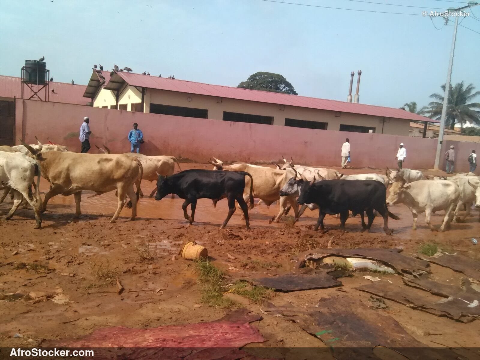 Cattle Herd West Africa / Troupeau de Vaches Afrique de l'Ouest | AfroStocker