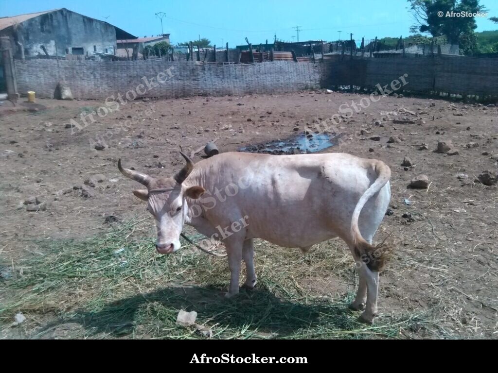 Traditional Livestock Farming Liberia | AfroStocker