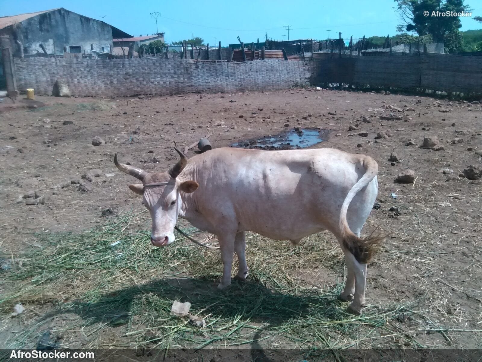 Traditional Livestock Liberia / Élevage Traditionnel Libéria | AfroStocker