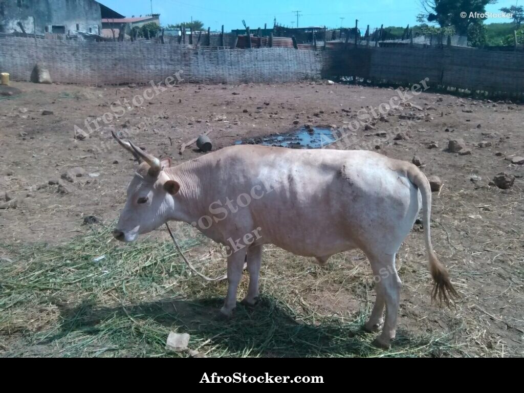 Cattle Farming Liberia West Africa | AfroStocker