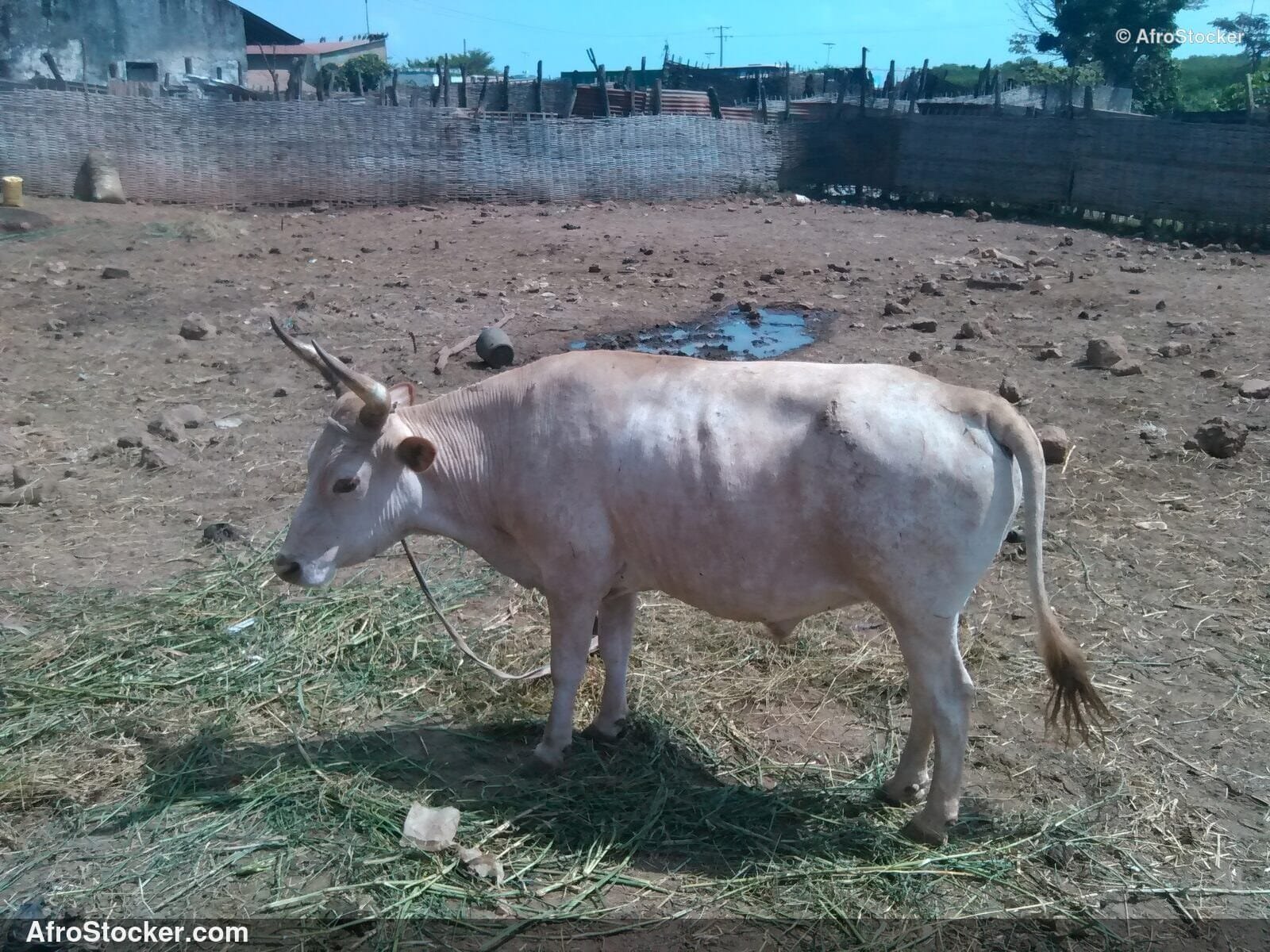 Cattle Farming Liberia West Africa / Élevage Bovins Libéria Afrique | AfroStocker