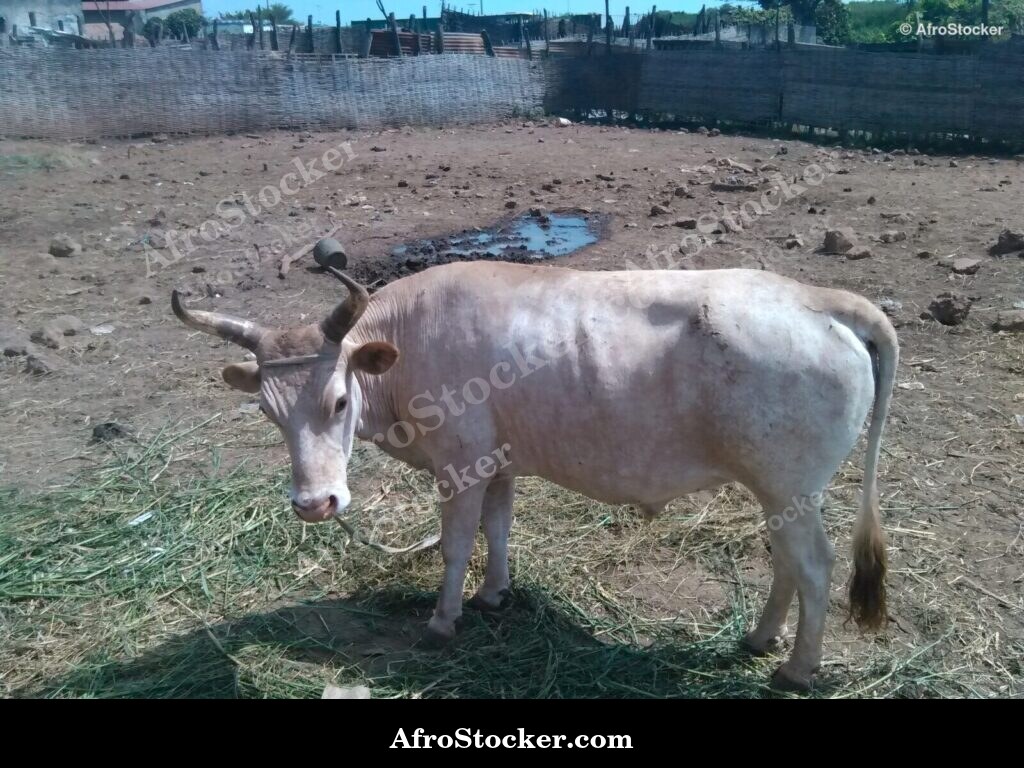 Rural Livestock Liberia Africa | AfroStocker