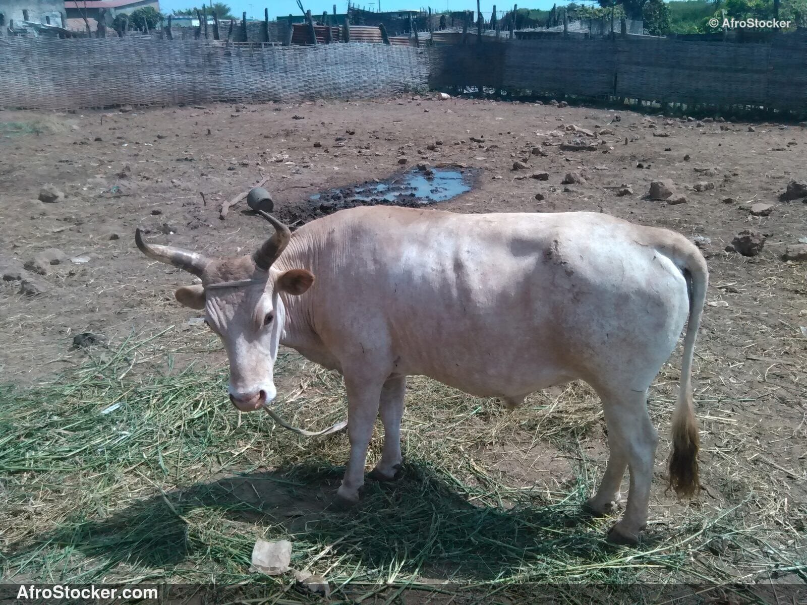 Rural Livestock Liberia Africa / Élevage Rural Libéria Afrique | AfroStocker
