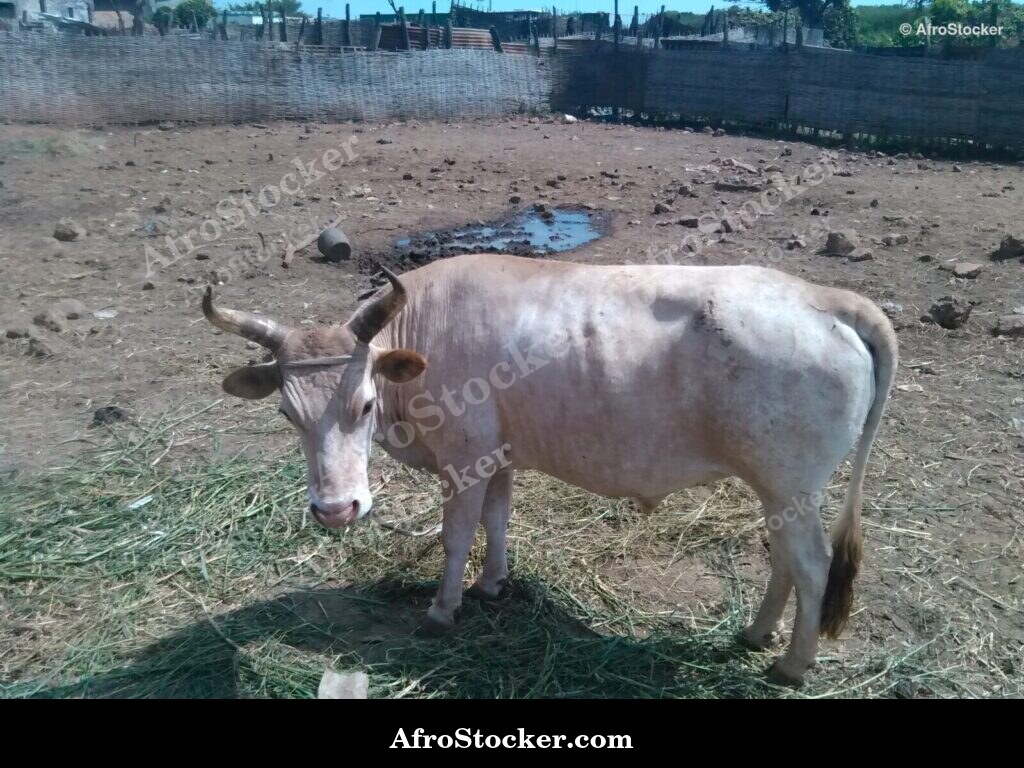 Sheep Farming Liberia Open Air | AfroStocker