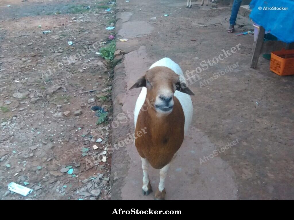 Sheep Farming West Africa / Élevage Ovin Afrique de l'Ouest | AfroStocker
