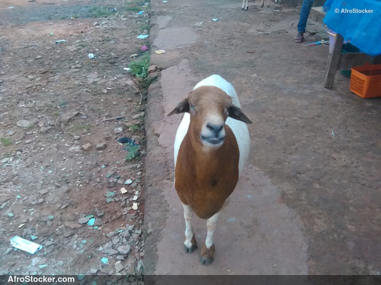 Sheep Farming West Africa / Élevage Ovin Afrique de l'Ouest | AfroStocker