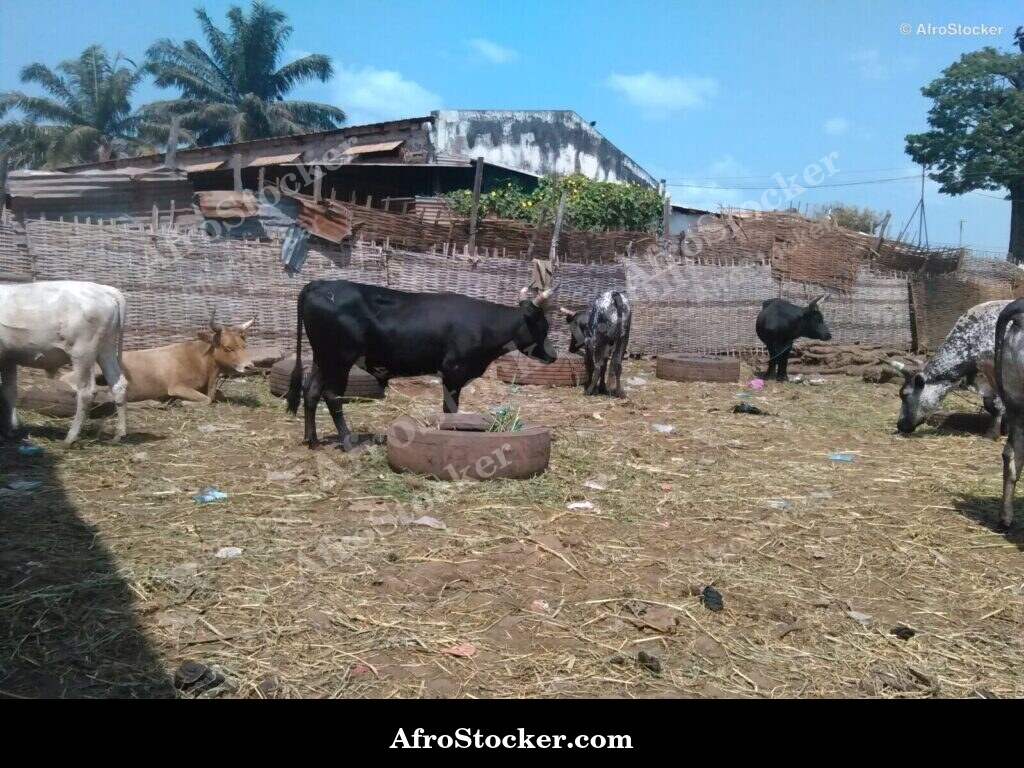 Traditional Livestock Breeding Guinea-Bissau | AfroStocker