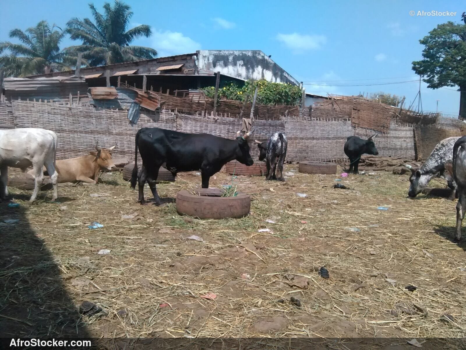 Traditional Livestock Guinea-Bissau / Élevage Traditionnel Guinée-Bissau | AfroStocker