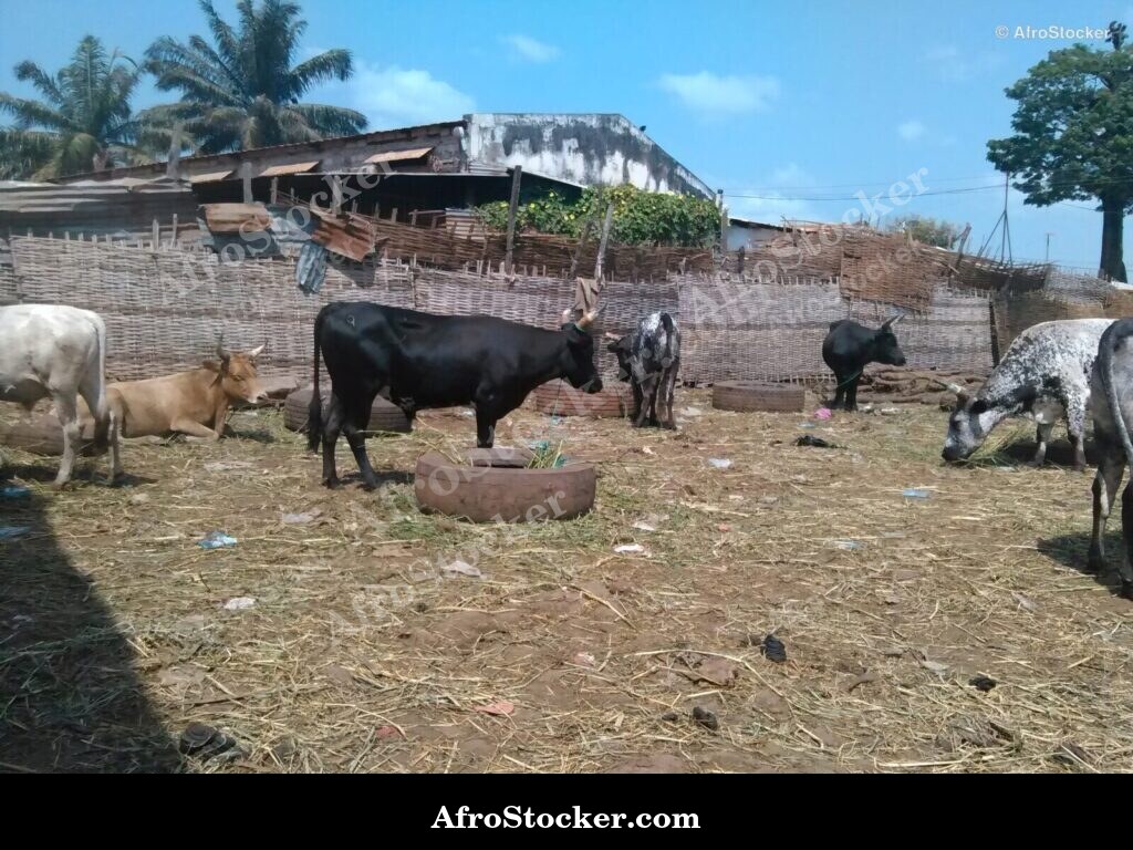 Rural Animal Husbandry Guinea-Bissau | AfroStocker