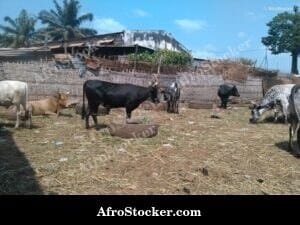 Rural Animal Husbandry Guinea-Bissau