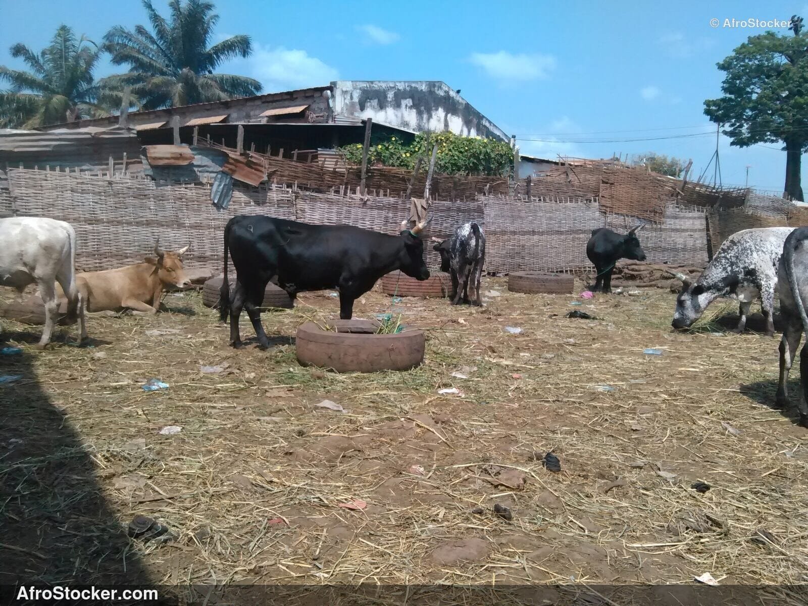 Rural Animal Husbandry Guinea-Bissau / Élevage Rural Guinée-Bissau | AfroStocker
