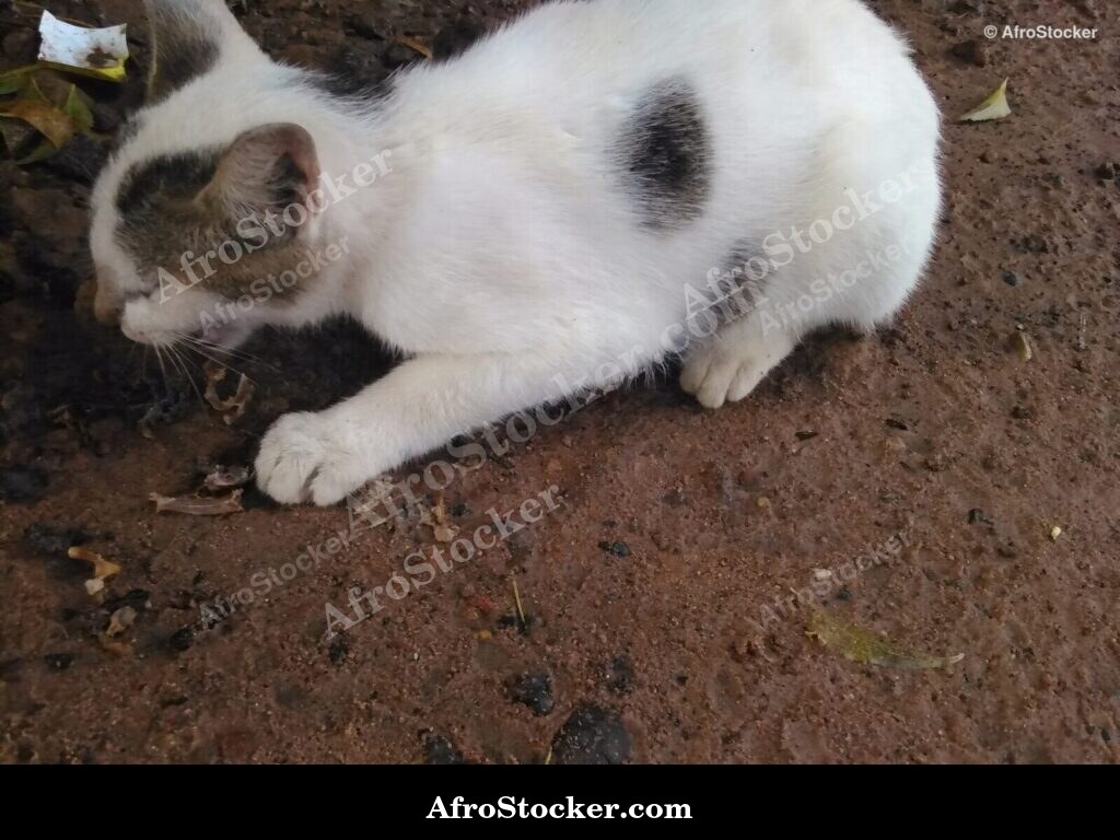 Feline On The Hunt | AfroStocker