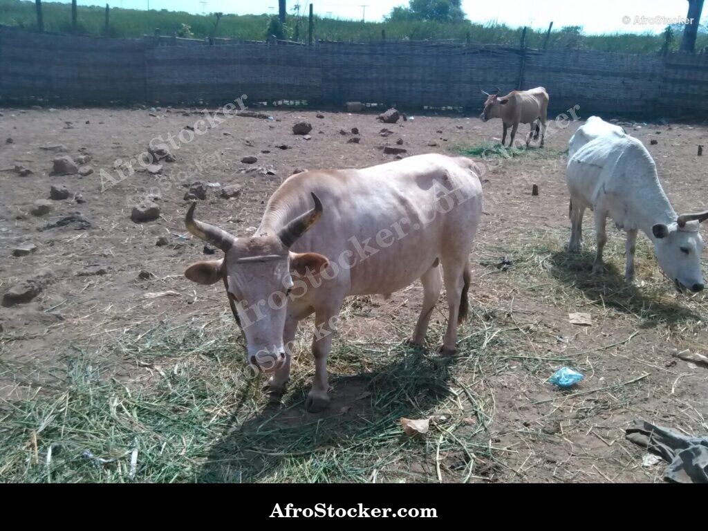 Rural Farm Mauritania West Africa | AfroStocker