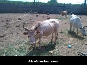 Rural Farm Mauritania West Africa
