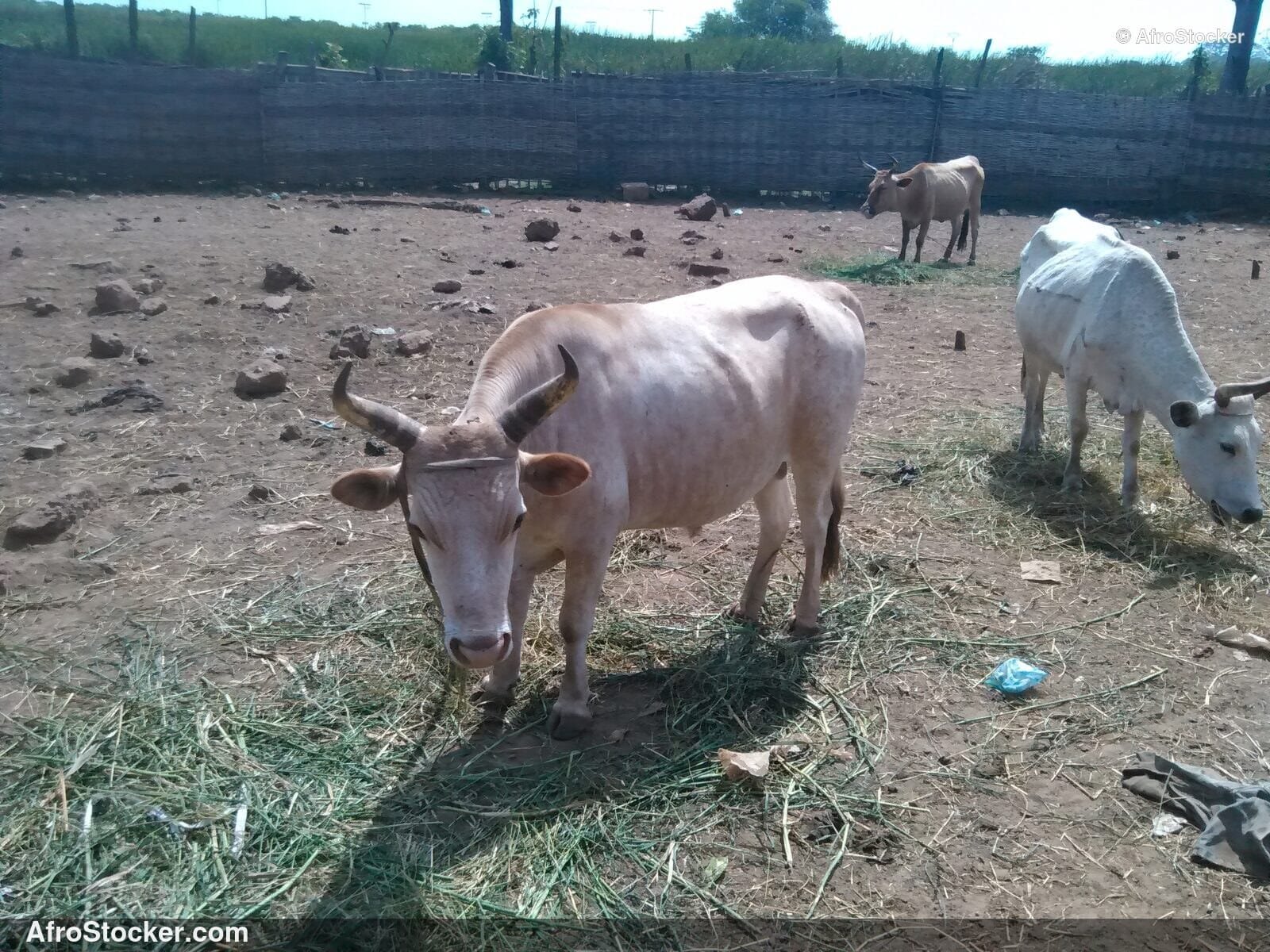 Rural Farm Mauritania West Africa / Ferme Rurale Mauritanie Afrique | AfroStocker