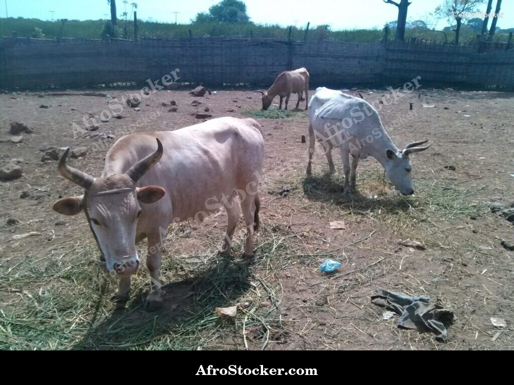 Mauritania Countryside Farm Animals | AfroStocker